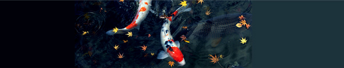 banner4.jpg